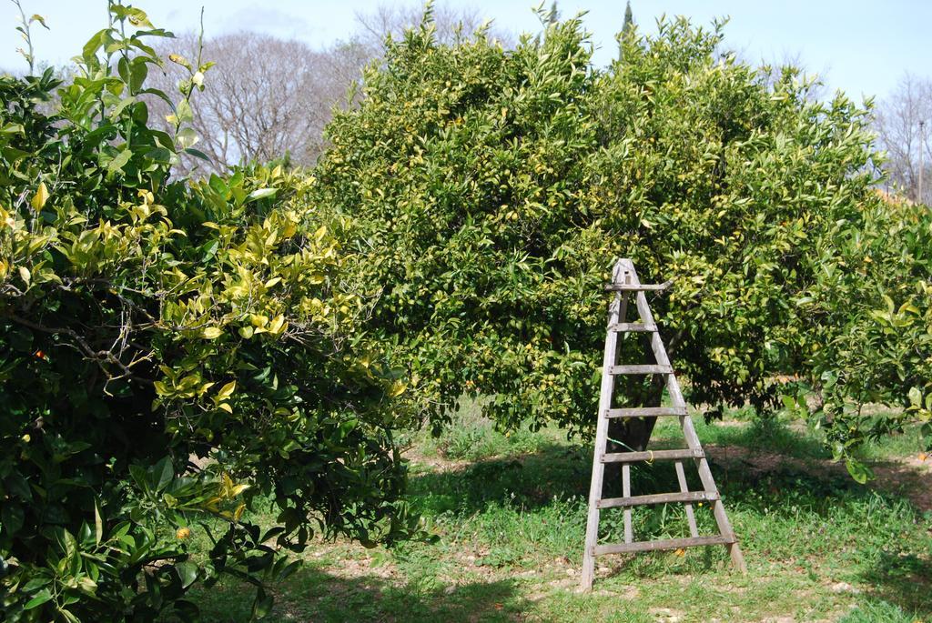 Son Vivot Casa rural