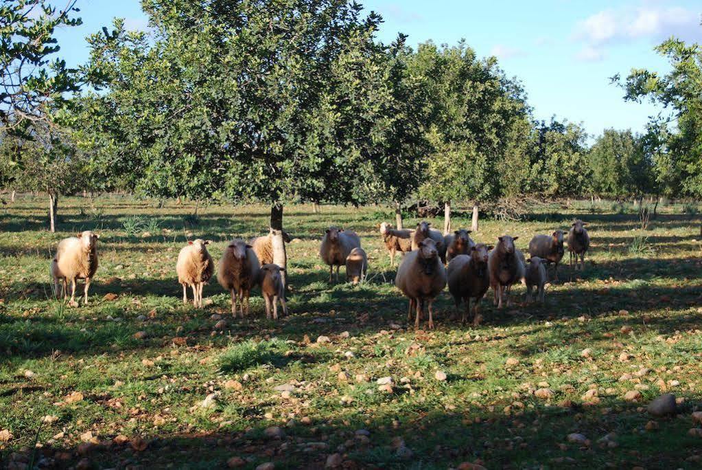Son Vivot Casa rural